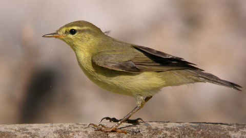Un ejemplar de mosquitero musical. Un ejemplar de mosquitero musical.