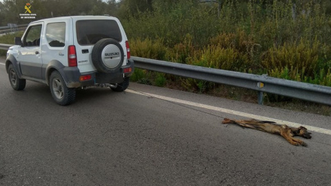 El cachorro de pastor alemán fue arrastrado durante varios kilómetros atado por las patas traseras. | EP El cachorro de pastor alemán fue arrastrado durante varios kilómetros atado por las patas traseras. | EP