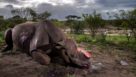 'Monumento a una especie' es la fotografía ganadora del certamen Wildlife Photographer of the Year. BRENT STIRTON 'Monumento a una especie' es la fotografía ganadora del certamen Wildlife Photographer of the Year. BRENT STIRTON