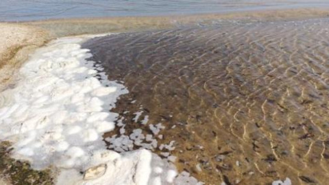 Pepinos de mar muertos y estado de descomposición en una playa del Mar Menor.