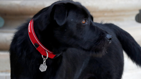 El perro mezcla de labrador y grifon 'Nemo', adoptado por el presidente francés Emmanuel Macron, en su residencia oficial del Palacio del Eliseo, en París. REUTERS/Charles Platiau El perro mezcla de labrador y grifon 'Nemo', adoptado por el presidente francés Emmanuel Macron, en su residencia oficial del Palacio del Eliseo, en París. REUTERS/Charles Platiau