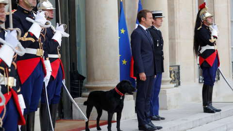 El presidente francés Emmanuel Macron y su perro Nemo, en su residencia oficial del Palacio del Eliseo, en París. REUTERS/Charles Platiau El presidente francés Emmanuel Macron y su perro Nemo, en su residencia oficial del Palacio del Eliseo, en París. REUTERS/Charles Platiau