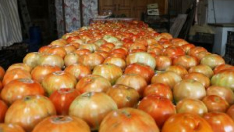 5 fruites i 5 verdures de temporada per un juliol calorós 5 fruites i 5 verdures de temporada per un juliol calorós