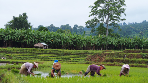 Dones birmanes treballant al camp. FOTO: Queralt Castillo.