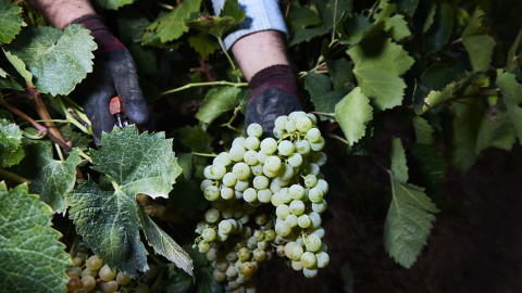 Detalle de las manos de un vendimiador recogiendo uvas en una imagen de archivo del 23 de agosto de 2022, en Carrión de los Céspedes, Sevilla. Detalle de las manos de un vendimiador recogiendo uvas en una imagen de archivo del 23 de agosto de 2022, en Carrión de los Céspedes, Sevilla.