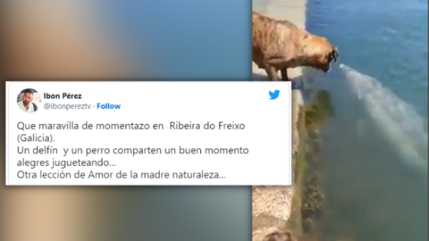 Imagen de un perro y un delfín que comienzan a jugar Imagen de un perro y un delfín que comienzan a jugar