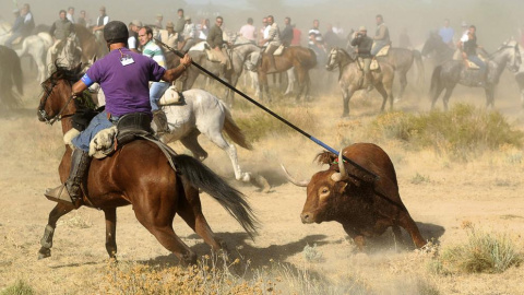 Celebración del Toro de la Vega. AFP Celebración del Toro de la Vega. AFP