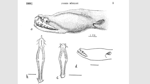 Descripción del científico científico James Böhlke, que documentó por primera vez un ejemplar de Aplatophis chauliodus en 1956