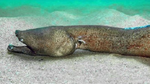 Imagen de un tieso de dientes vivo.