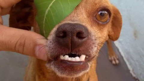 La imagen del perro con el ojo tapado que recorrió Twitter. @aguilaralba10 La imagen del perro con el ojo tapado que recorrió Twitter. @aguilaralba10