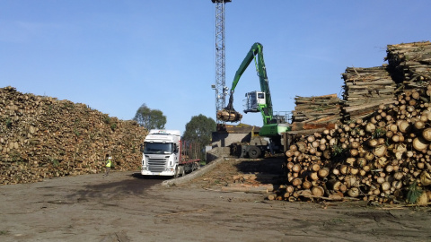 Un camión recogiendo eucaliptos talados. Un camión recogiendo eucaliptos talados.