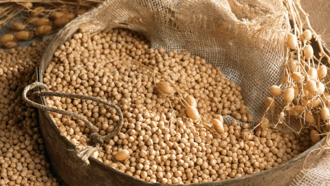 El cigronet de l'Anoia