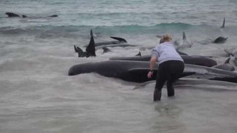 Mueren 51 ballenas en una playa de Australia Mueren 51 ballenas en una playa de Australia