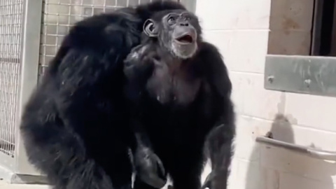 chimpance