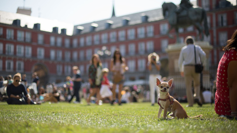 La gente se sienta y toma el sol en el césped de la Plaza Mayor. / C.G