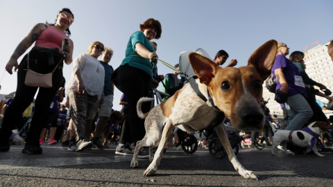 Salida en la madrileña plaza de Colón del Perrotón 2017, la 6º carrera solidaria que tiene como objetivo promover y fomentar la adopción y tenencia responsable de animales de compañía. EFE/Fernando Alvarado