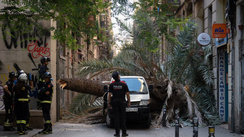 Bomberos y Mossos d'Esquadra acuden al Raval de Barcelona donde ha caído una palmera a una mujer, a 3 de agosto de 2023, en Barcelona, Catalunya (España). Bomberos y Mossos d'Esquadra acuden al Raval de Barcelona donde ha caído una palmera a una mujer, a 3 de agosto de 2023, en Barcelona, Catalunya (España).