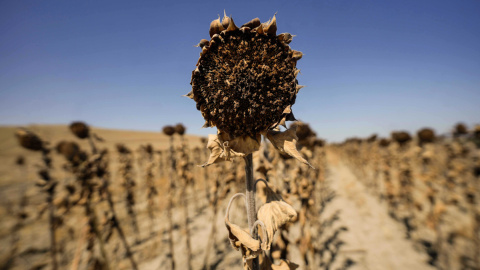 25/07/2023.- Vista de unos girasoles secos sin recoger en una finca de la provincia de Córdoba este martes. 25/07/2023.- Vista de unos girasoles secos sin recoger en una finca de la provincia de Córdoba este martes.