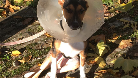 Katalina tuvo que ser operada de sus graves lesiones en el hospital Rof Codina de Lugo. Katalina tuvo que ser operada de sus graves lesiones en el hospital Rof Codina de Lugo.