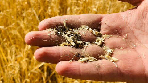 19/07/2023 - Un agricultor sostiene granos secos de trigo para mostrar el impacto de la sequía en una finca de trigo, a 19 de julio de 2023. 19/07/2023 - Un agricultor sostiene granos secos de trigo para mostrar el impacto de la sequía en una finca de trigo, a 19 de julio de 2023.