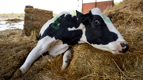 Animales atrapados y abandonados en granjas de Remolinos y Villafranca del Ebro, (Zaragoza) durante las riadas por el desbordamiento del río Ebro. AITOR GARMENDIA (TRAS LOS MUROS)