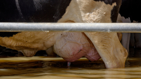 Animales atrapados y abandonados en granjas de Remolinos y Villafranca del Ebro, (Zaragoza) durante las riadas por el desbordamiento del río Ebro. AITOR GARMENDIA (TRAS LOS MUROS)