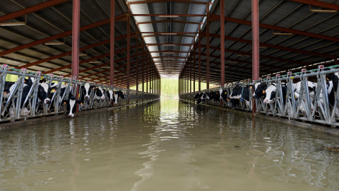 Animales atrapados y abandonados en granjas de Remolinos y Villafranca del Ebro, (Zaragoza) durante las riadas por el desbordamiento del río Ebro. AITOR GARMENDIA (TRAS LOS MUROS)