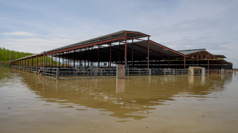Animales atrapados y abandonados en granjas de Remolinos y Villafranca del Ebro, (Zaragoza) durante las riadas por el desbordamiento del río Ebro. AITOR GARMENDIA (TRAS LOS MUROS)