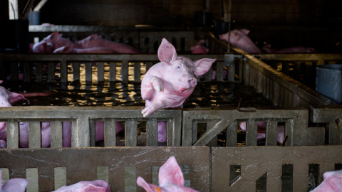 Animales atrapados y abandonados en granjas de Remolinos y Villafranca del Ebro, (Zaragoza) durante las riadas por el desbordamiento del río Ebro. AITOR GARMENDIA (TRAS LOS MUROS)