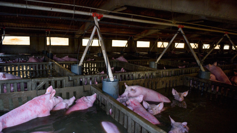 Animales atrapados y abandonados en granjas de Remolinos y Villafranca del Ebro, (Zaragoza) durante las riadas por el desbordamiento del río Ebro. AITOR GARMENDIA (TRAS LOS MUROS)