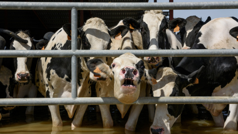 Animales atrapados y abandonados en granjas de Remolinos y Villafranca del Ebro, (Zaragoza) durante las riadas por el desbordamiento del río Ebro. AITOR GARMENDIA (TRAS LOS MUROS)