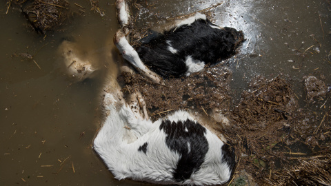 Animales atrapados y abandonados en granjas de Remolinos y Villafranca del Ebro, (Zaragoza) durante las riadas por el desbordamiento del río Ebro. AITOR GARMENDIA (TRAS LOS MUROS)