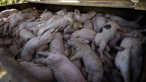Animales atrapados y abandonados en granjas de Remolinos y Villafranca del Ebro, (Zaragoza) durante las riadas por el desbordamiento del río Ebro. AITOR GARMENDIA (TRAS LOS MUROS)