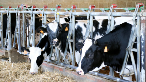 Algunes de les vaques que encara fan llet a Can Rossell de Gurb Algunes de les vaques que encara fan llet a Can Rossell de Gurb