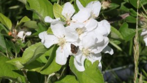 Alerten del declivi d'insectes pol·linitzadors silvestres a Catalunya, especialment de les papallones Alerten del declivi d'insectes pol·linitzadors silvestres a Catalunya, especialment de les papallones