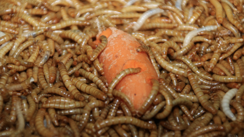 2-9-2023 Larves menjant una pastanaga 2-9-2023 Larves menjant una pastanaga