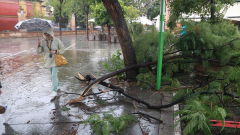 Arboles caídos en Sevilla a causa de la tormenta. Arboles caídos en Sevilla a causa de la tormenta.