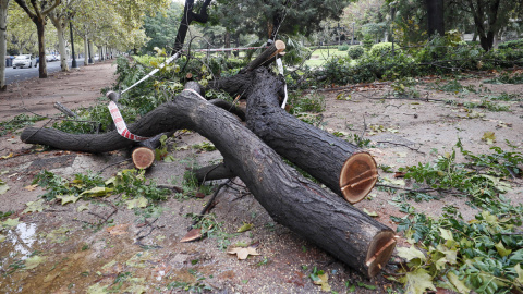 Un árbol derribado por el viento en València. Un árbol derribado por el viento en València.