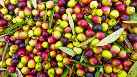 La ausencia de precipitaciones ha impedido que las variedades de oliva de mesa cojan tamaño y las ha secado en casi toda España.