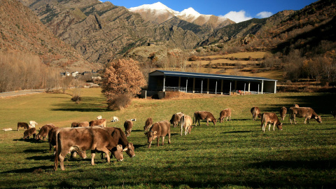 Projecte Grípia, una iniciativa per recuperar la ramaderia ecològica i extensiva a la Cerdanya