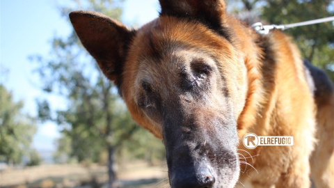 Imagen de la protectora 'El Refugio' del perro rescatado. Imagen de la protectora 'El Refugio' del perro rescatado.