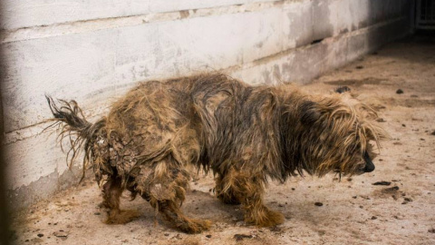 Uno de los perros del criadero Aguas Claras de Tres Cantos, fotografiado por la Asociación Veggie for Animals. Uno de los perros del criadero Aguas Claras de Tres Cantos, fotografiado por la Asociación Veggie for Animals.