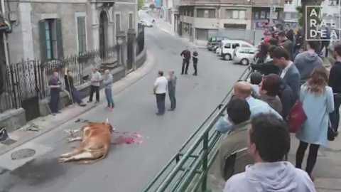 Un ertzaina mata de un disparo a un buey que se había escapado de un remolque en Álava. / Pacma Un ertzaina mata de un disparo a un buey que se había escapado de un remolque en Álava. / Pacma