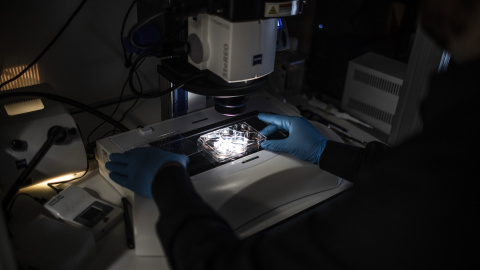 Un profesor usa un microscopio mientras trabaja con muestras de embriones. Imagen de archivo. Un profesor usa un microscopio mientras trabaja con muestras de embriones. Imagen de archivo.