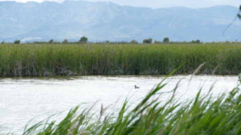 Sedimentos, diques y crisis climática: el Delta del Ebro afronta un futuro incierto