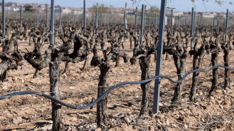 2024 - Assaig experimental a Verdú (Urgell) per reduir l'ús d'aigua en la vinya. 2024 - Assaig experimental a Verdú (Urgell) per reduir l'ús d'aigua en la vinya.