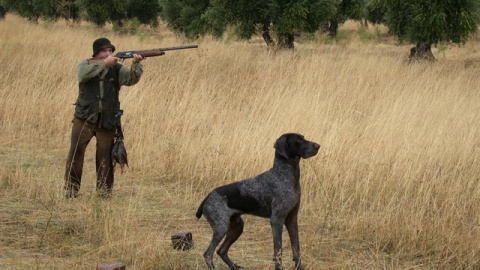 Críticas a la Junta de Castilla-La Mancha por excluir a los perros de caza de la Ley de Bienestar Animal. E.P. Críticas a la Junta de Castilla-La Mancha por excluir a los perros de caza de la Ley de Bienestar Animal. E.P.