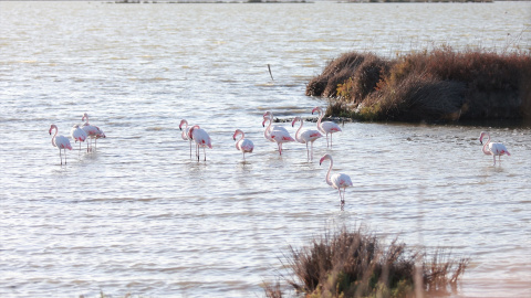 Vista al parque Nacional de Doñana, a 12 de septiembre de 2023. Vista al parque Nacional de Doñana, a 12 de septiembre de 2023.