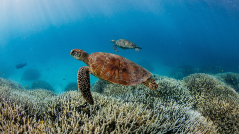 Imagen de la Gran Barrera de Coral, en Australia, a 8 de marzo de 2024. Imagen de la Gran Barrera de Coral, en Australia, a 8 de marzo de 2024.