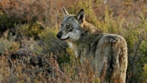 Los ganaderos del Pirineo aragonés declaran una guerra preventiva contra el lobo Los ganaderos del Pirineo aragonés declaran una guerra preventiva contra el lobo